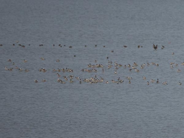 <h3><a href="/trips/braakman/biota/animalia/chordata/aves/024 charadriiformes/008 recurvirostridae/recurvirostra avosetta/recurvirostra avosetta-nl.html">Recurvirostra&nbsp;avosetta</a> / Pied&nbsp;avocet / Kluut</h3>OM-1 Mark II met OLYMPUS M.150-400mm F4.5 TC, 1/2000 sec  bij F5.6, ISO 2500, afstand 292&nbsp;m